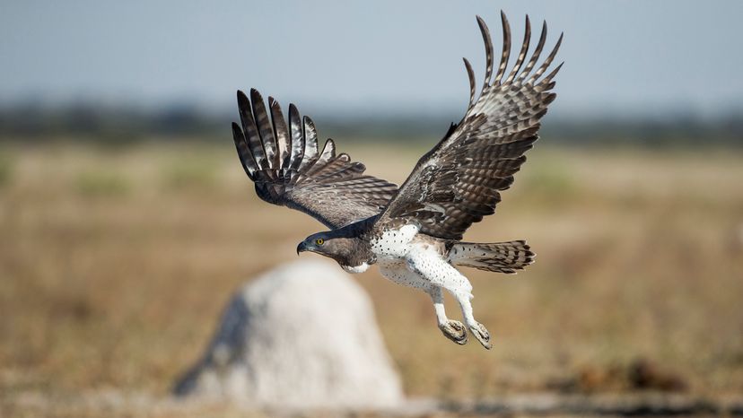 Martial eagle