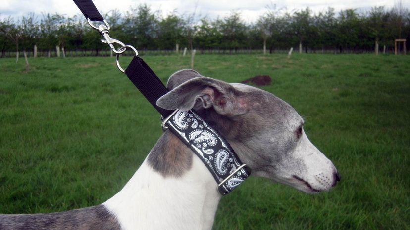 martingale collar