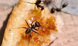 ants eating food