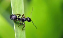 Ants belong outside -- far away from your house.