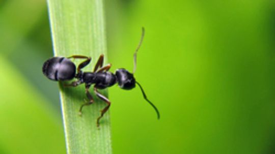 10 Places You May Find Ants