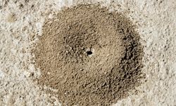 ant hill