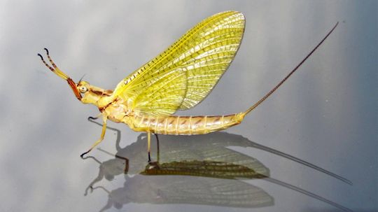 The Ancient Mayfly Briefly Lives Only to Reproduce and DieÂ 