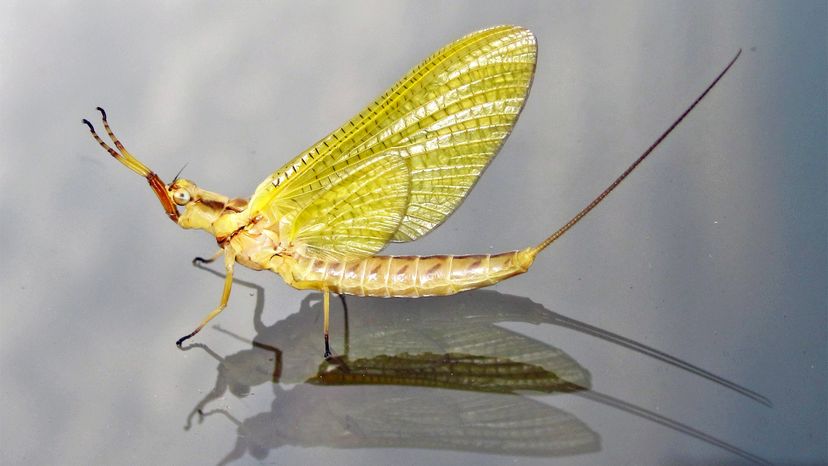 The Ancient Mayfly Briefly Lives Only to Reproduce and Die | HowStuffWorks