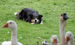 border collie