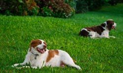 two Brittany dogs