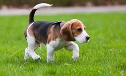 Beagles get along well with kids and other pets but they do love to stop and sniff.
