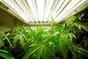 An indoor marijuana grow room.