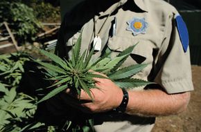 A DEA officer holding a marijuana plant
