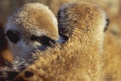 Meerkats grooming
