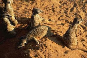 Meerkat gang