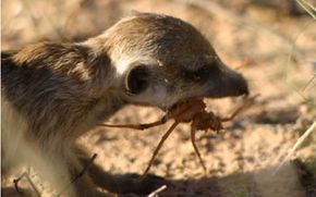 Scorpions have crawled largely unmolested across the Earth for millions of years, but they've met their match in at least one certain species who loves to dine on them. See more meerkat pictures.