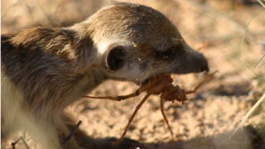 Are meerkats immune to poison?