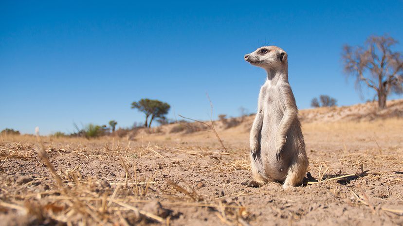 A heavily pregnant meerkat sits  in a dry river bed, watching for predators. A new study suggests that meerkats identify group members and potential mates with help from odor-producing bacteria in their hindquarters. Dominic Cram/Getty Images