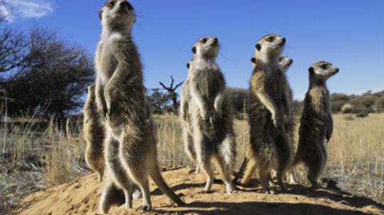 How Meerkats Work