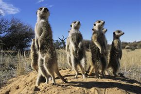 Meerkats have a complex and fascinating social system.