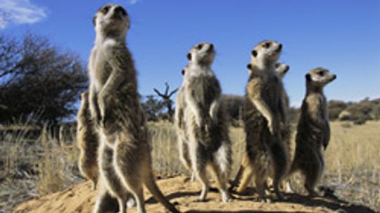 Amazing Animals: Meerkat Quiz