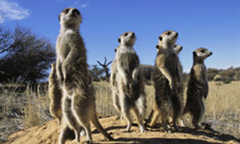Amazing Animals: Meerkat Quiz