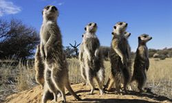 Meerkats