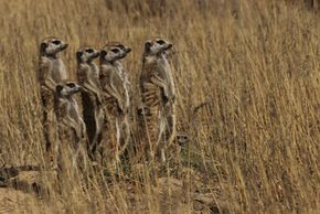 一群Meerkats像其他人一样在一个领域中守护。“border=