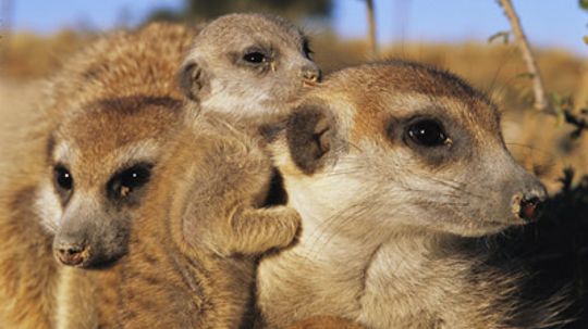 Are meerkats naturally generous?