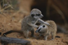 Young meerkats wrestle to sharpen their skills.