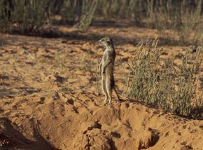 梅尔卡特（Meerkat）站在哨兵中，以威胁到其他团伙的威胁。“border=