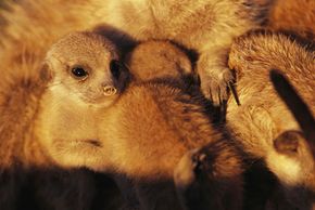 Meerkat pups and a caregiver