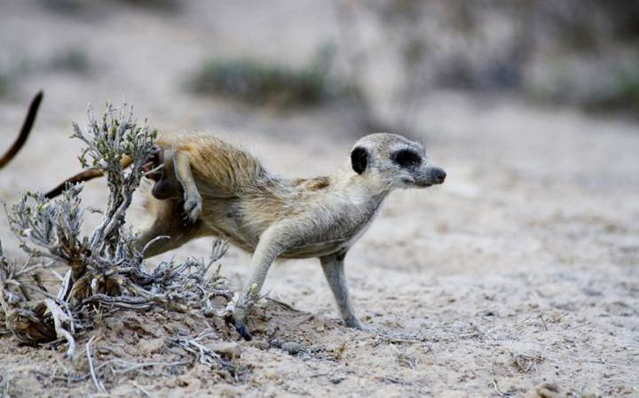 meerkat scent sniffing