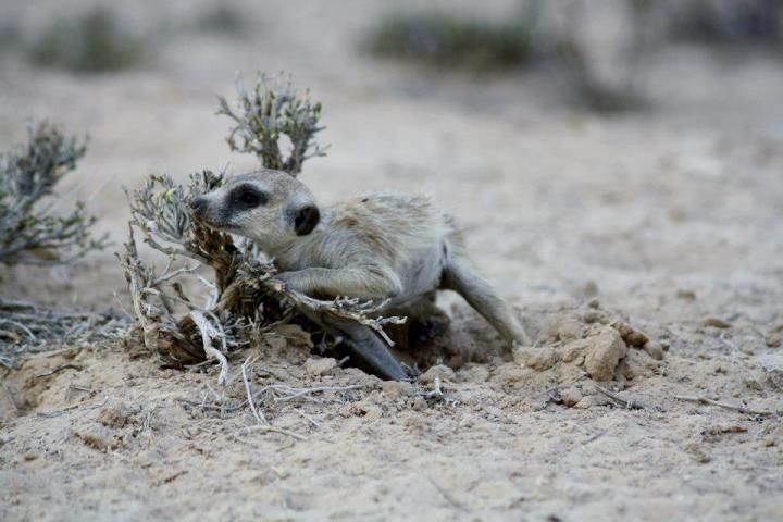 meerkat scent sniffing