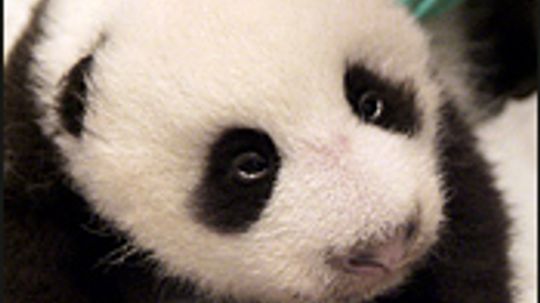 Meet Tai Shan  Baby Panda  The National Zoo