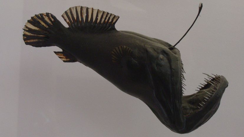 Humpback anglerfish