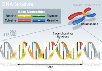 DNA structure