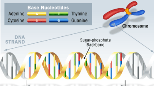 Is the DNA between genes really junk?