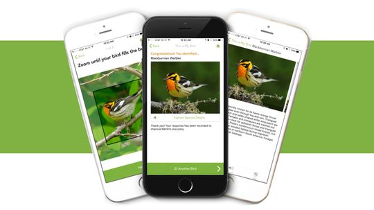 What Kind of Bird Is That? The Merlin Bird ID App Can Tell You