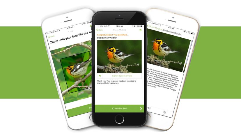 Merlin Bird App“width=