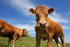 The large amounts of methane produced by cows are now a cause of concern and the subject of much scientific research. See more pictures of mammals.