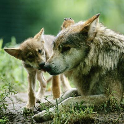 Mexican gray wolves