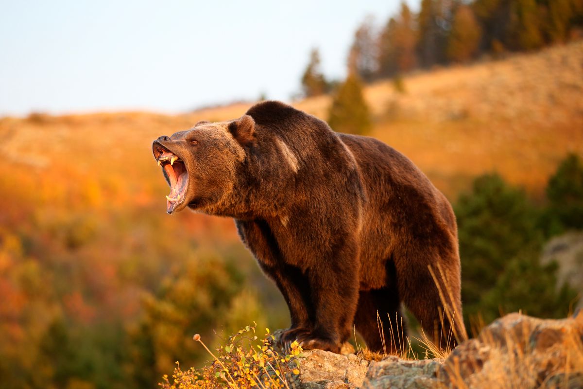 california grizzly bear growling