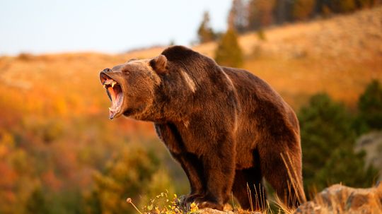 Is the Mexican grizzly bear extinct?