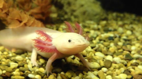 Mexican Salamander Could Hold Key to Spinal Cord Regeneration in Humans