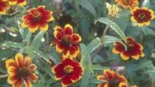 墨西哥Zinnia Zinnia蔓延”border=