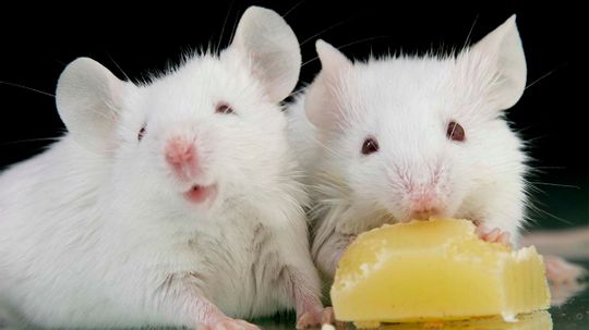 No More Sweet Tooth? Science Turns Off Sugar Cravings in Mice