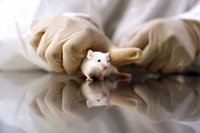 gloved hand holding mouse