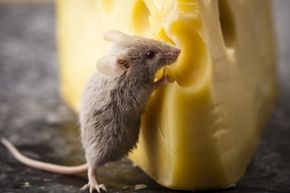 A little mouse eating cheese.