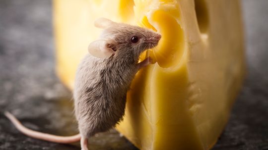 Do mice really love cheese?
