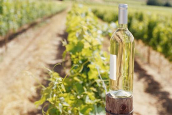 终极指南密歇根葡萄酒的国家”class=