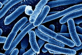 Colored scan of E. coli bacteria