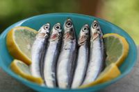 Migraine triggers come in a variety of forms. Anchovies are a common trigger for many.