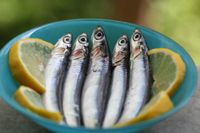 Anchovies on a plate